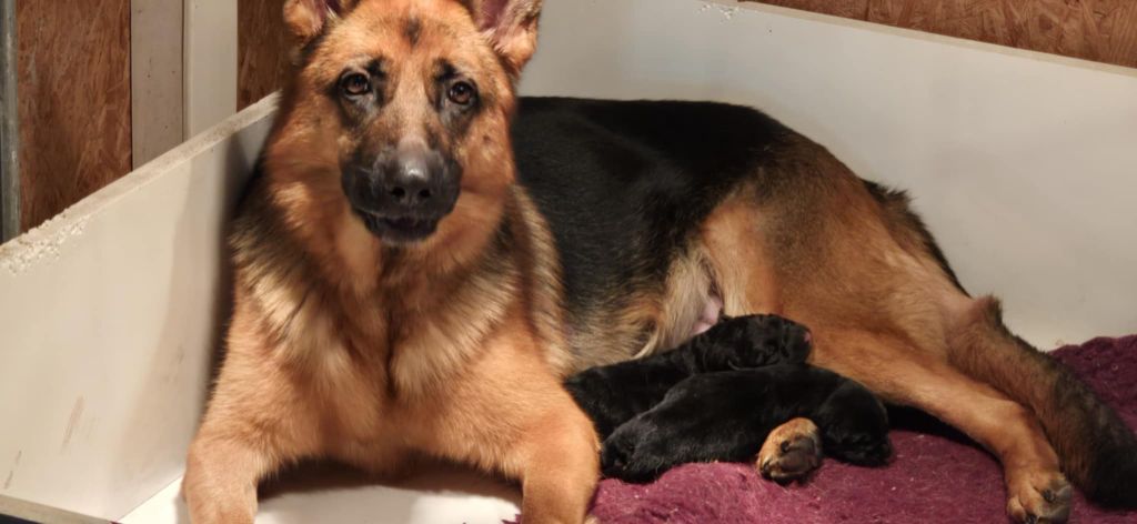 Du Haut Atlas - Berger Allemand - Portée née le 15/11/2025