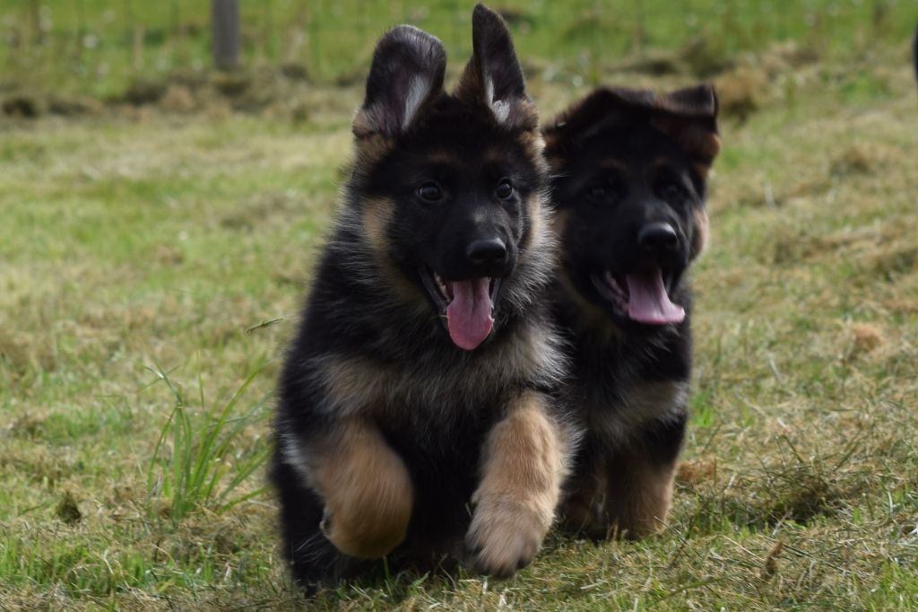 Chiot Berger Allemand Du Haut Atlas