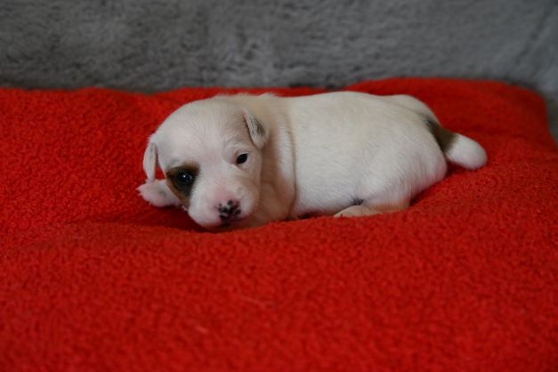 Du Haut Atlas - Chiots disponibles - Jack Russell Terrier