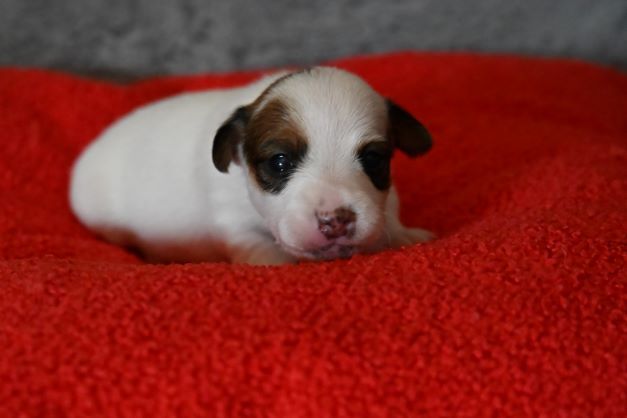Du Haut Atlas - Chiots disponibles - Jack Russell Terrier