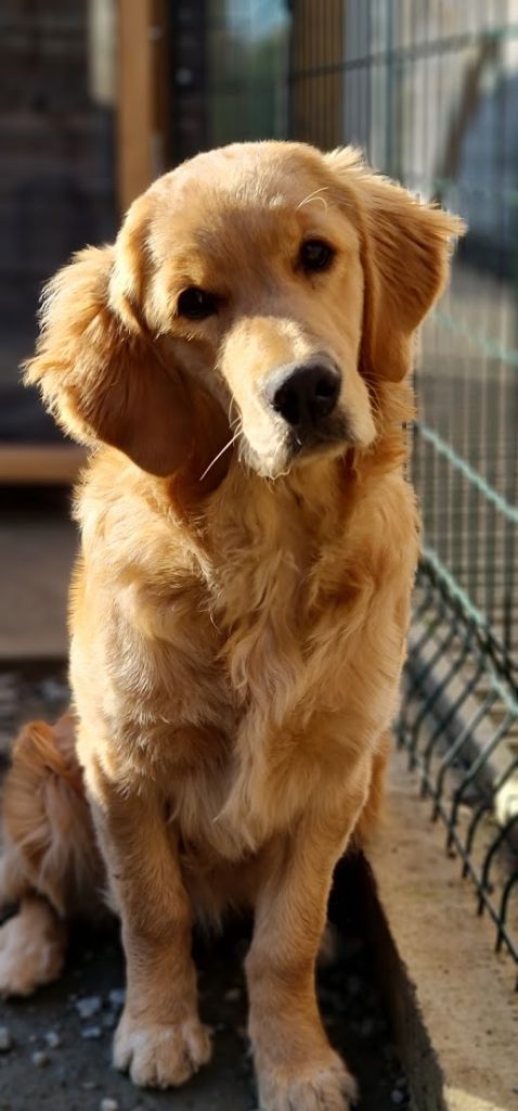 Chiots Golden Retriever Débardeur Chiots Golden Retriever Débardeur